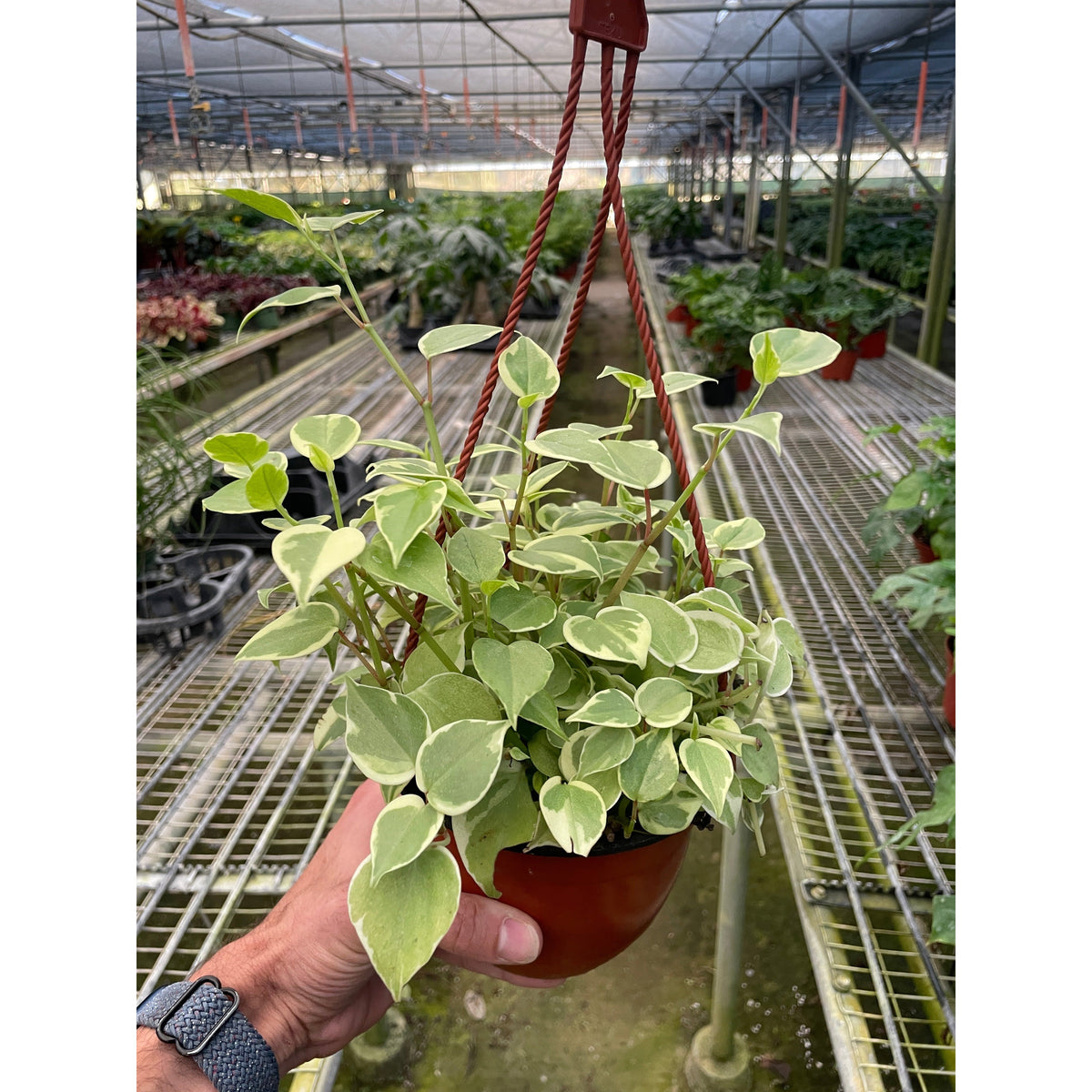 Peperomia Cupid indoor plant variegated leaves in terracotta pot by House Plant Shop on Tampa Home & Garden Store