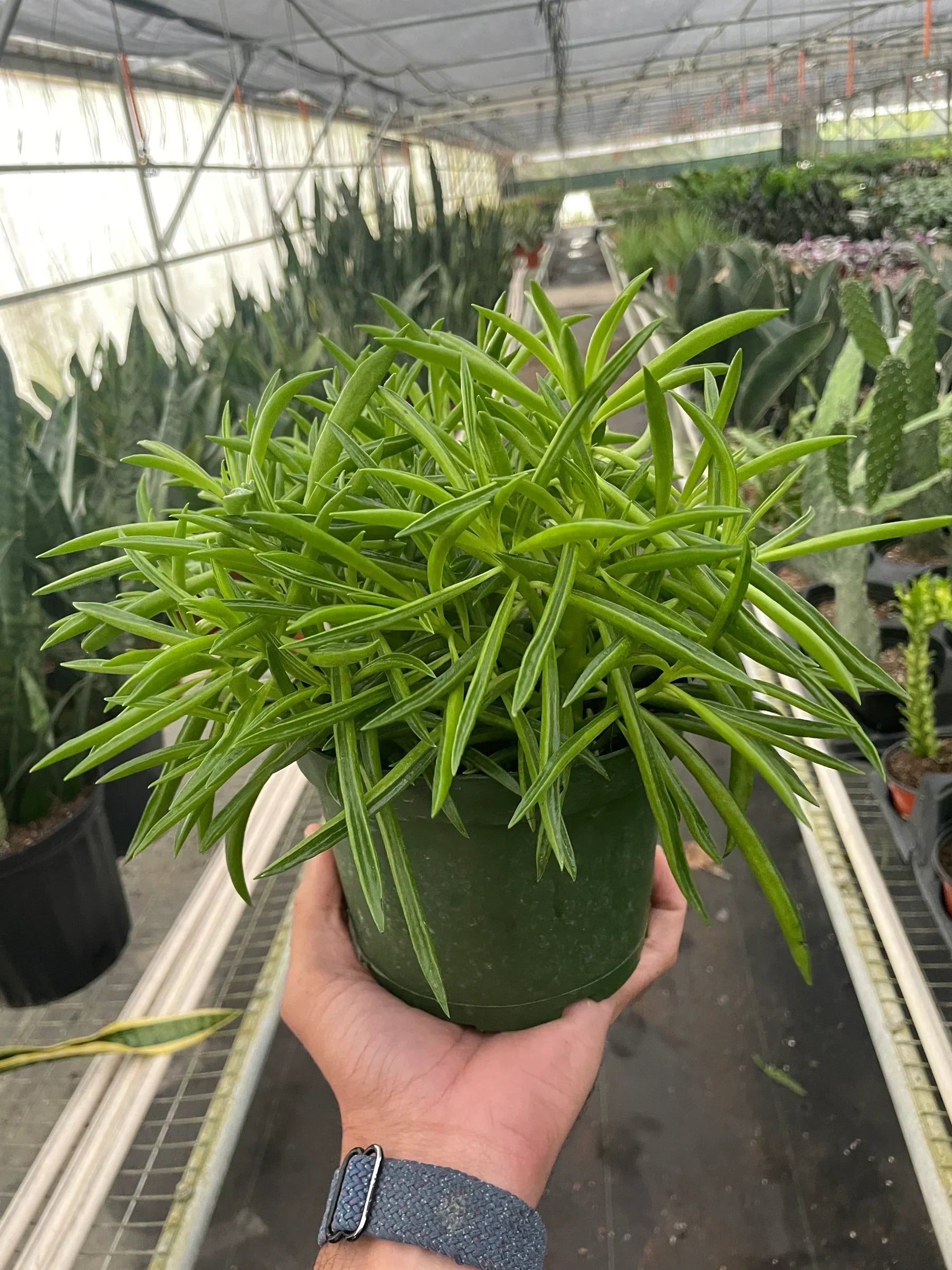 Peperomia Green Bean indoor plant with slender leaves in a green pot Rooted Treasures Farms on Tampa Home & Garden Store