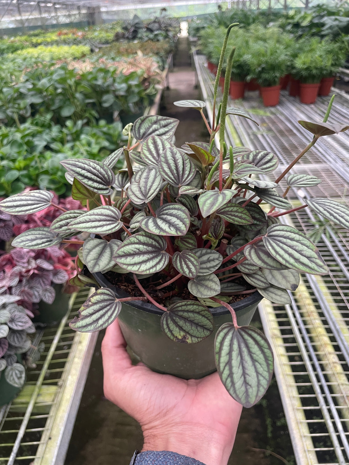 Peperomia Picollo Banda indoor plant with silver-green variegated leaves and red stems in a pot on Tampa Home & Garden Store