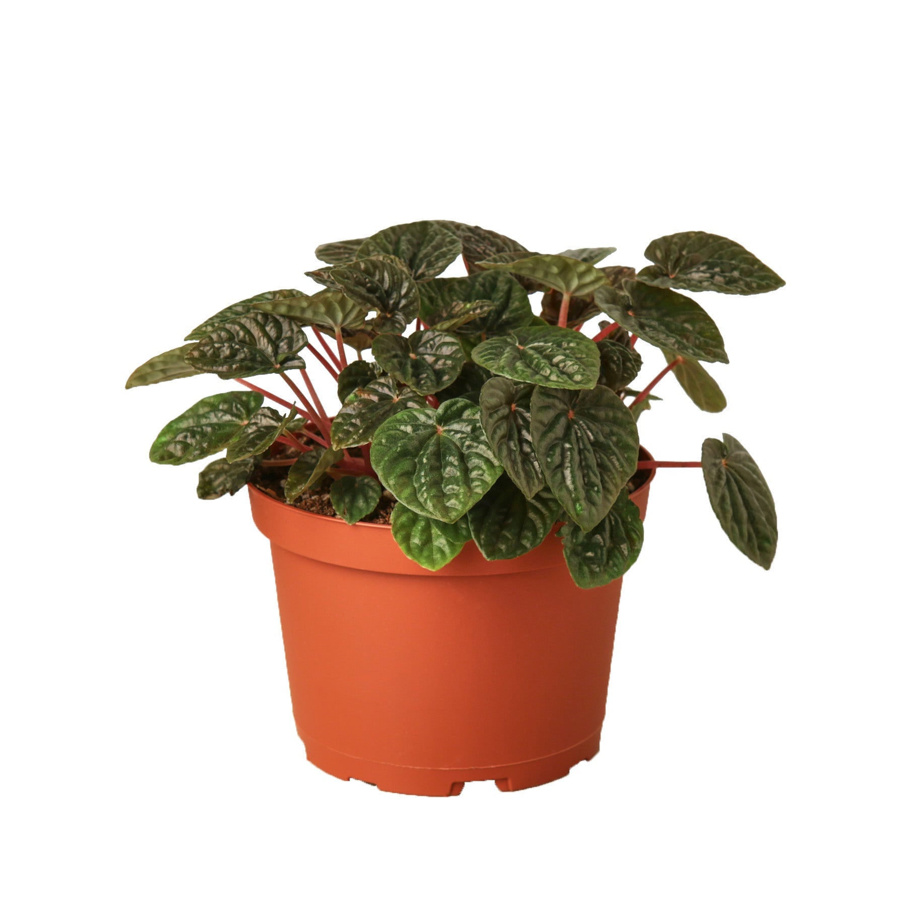 Peperomia Ripple Red plant in orange nursery pot with red stems and glossy veined leaves on Tampa Home & Garden Store