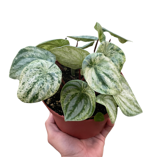 Peperomia Watermelon Variegated indoor plant with green and cream leaves in a red pot on Tampa Home & Garden Store