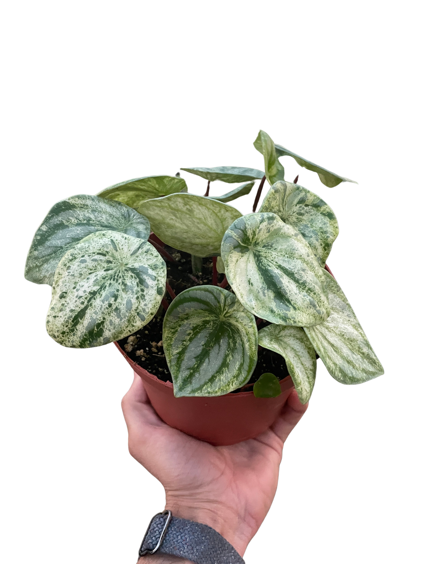 Peperomia Watermelon Variegated with green and cream leaves in pot by Rooted Treasures Farms on Tampa Home & Garden Store