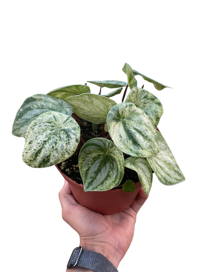 Peperomia Watermelon Variegated with green and cream leaves in pot by Rooted Treasures Farms on Tampa Home & Garden Store