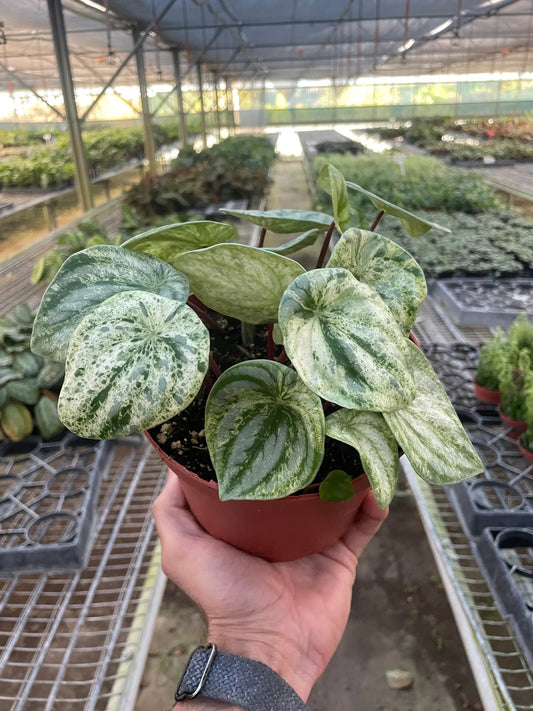 Peperomia Watermelon Variegated potted plant with white leaves and red stems Plant Shop on Tampa Home & Garden Store