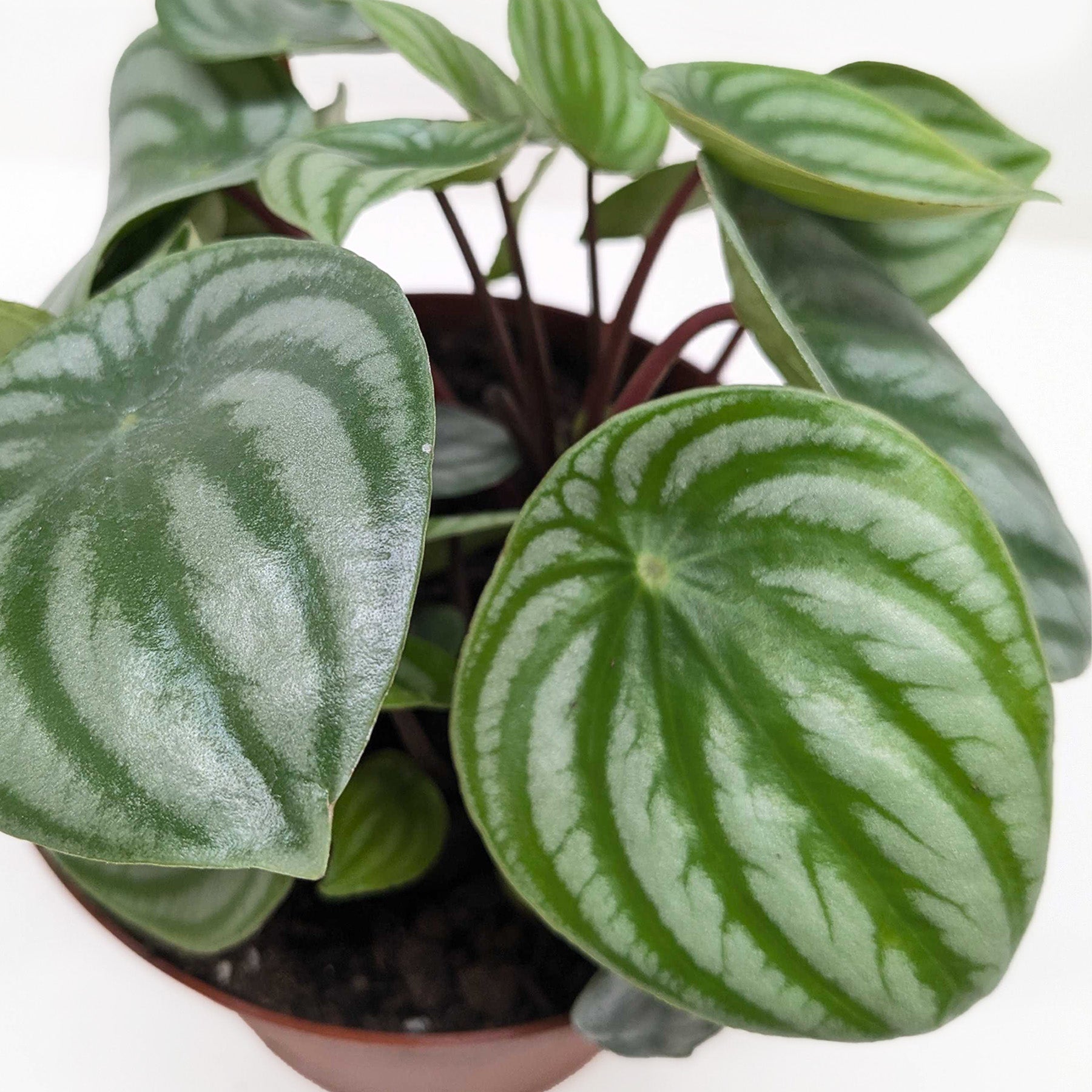 Peperomia Watermelon 4-inch plant in a pot with variegated green leaves and purple stems on Tampa Home & Garden Store