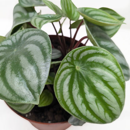 Peperomia Watermelon 4-inch plant in a pot with variegated green leaves and purple stems on Tampa Home & Garden Store