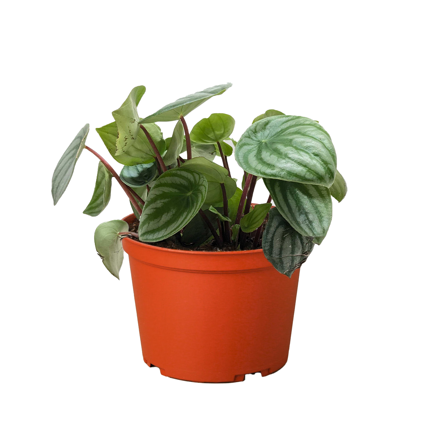 Peperomia Watermelon 4in plant Rooted Treasures Farms in orange pot with green leaves on Tampa Home & Garden Store on Tampa Home & Garden Store