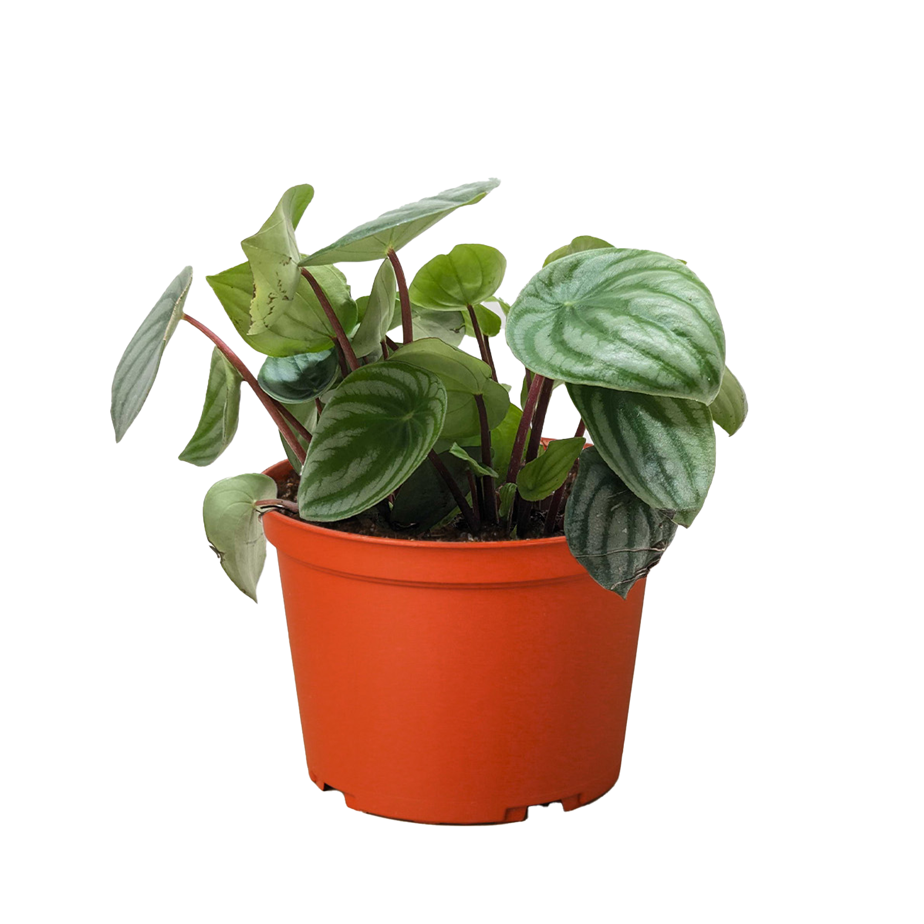 Peperomia Watermelon 4in plant Rooted Treasures Farms in orange pot with green leaves on Tampa Home & Garden Store on Tampa Home & Garden Store