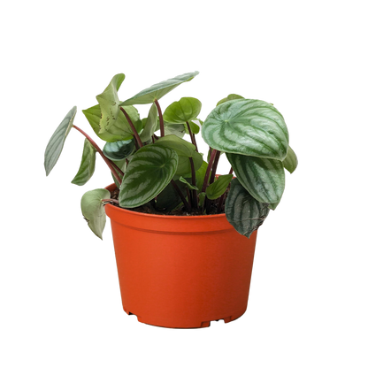 Peperomia Watermelon 4in plant Rooted Treasures Farms in orange pot with green leaves on Tampa Home & Garden Store on Tampa Home & Garden Store