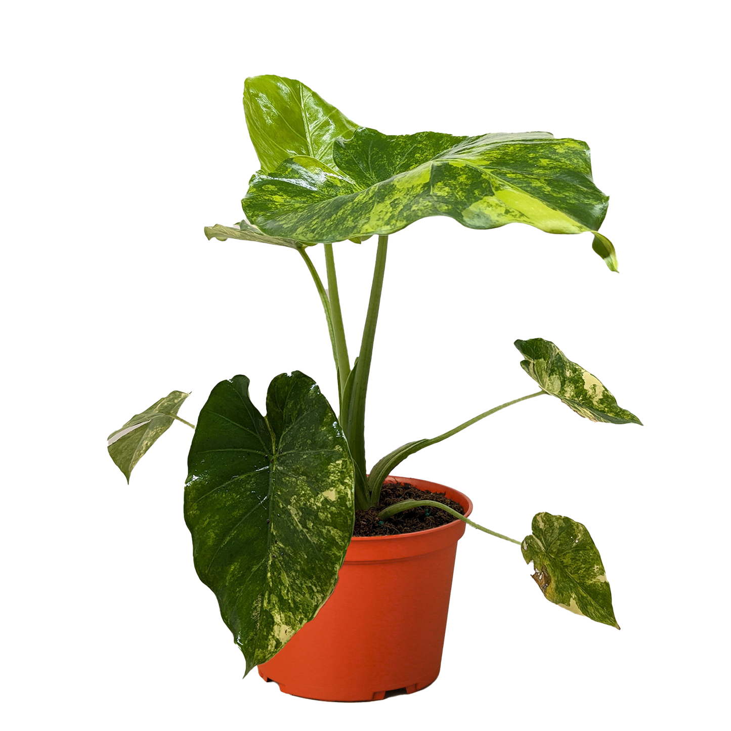 Philodendron Burle Marx Albo variegated leaves in orange pot on Tampa Home & Garden Store