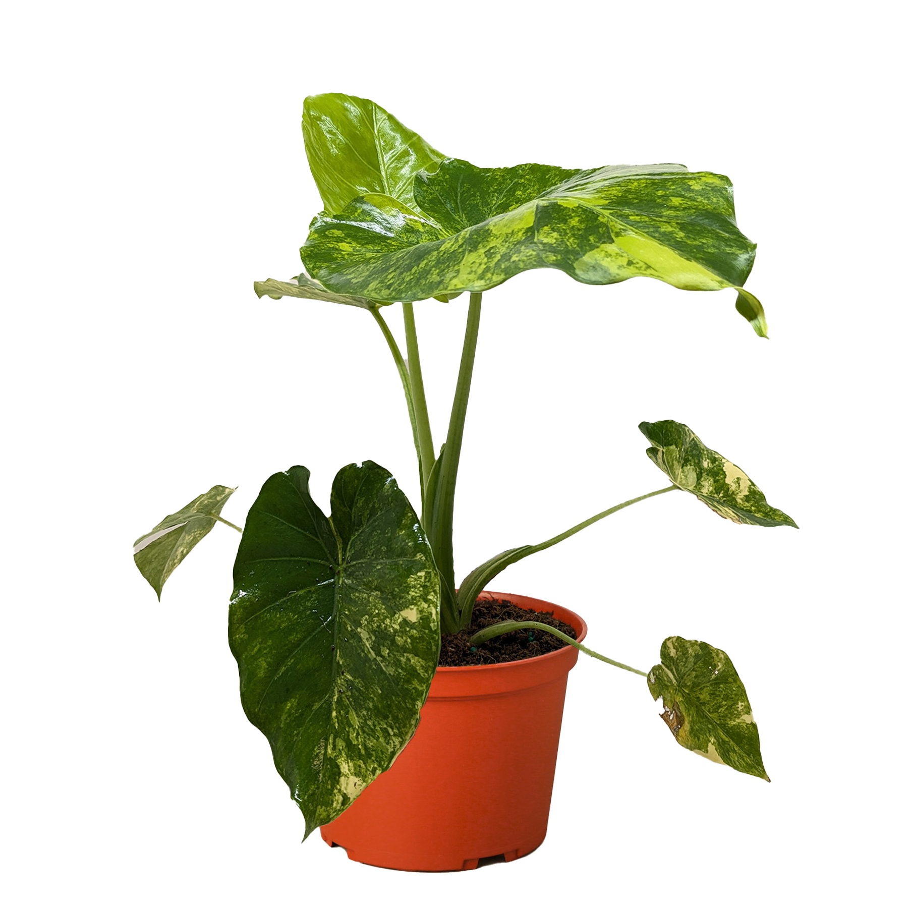 Philodendron Burle Marx Albo variegated leaves in orange pot on Tampa Home & Garden Store
