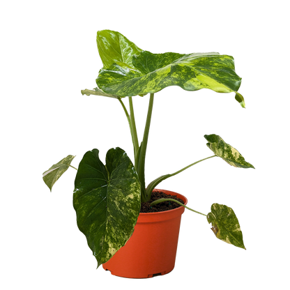 Philodendron Burle Marx Albo variegated leaves in orange pot on Tampa Home & Garden Store