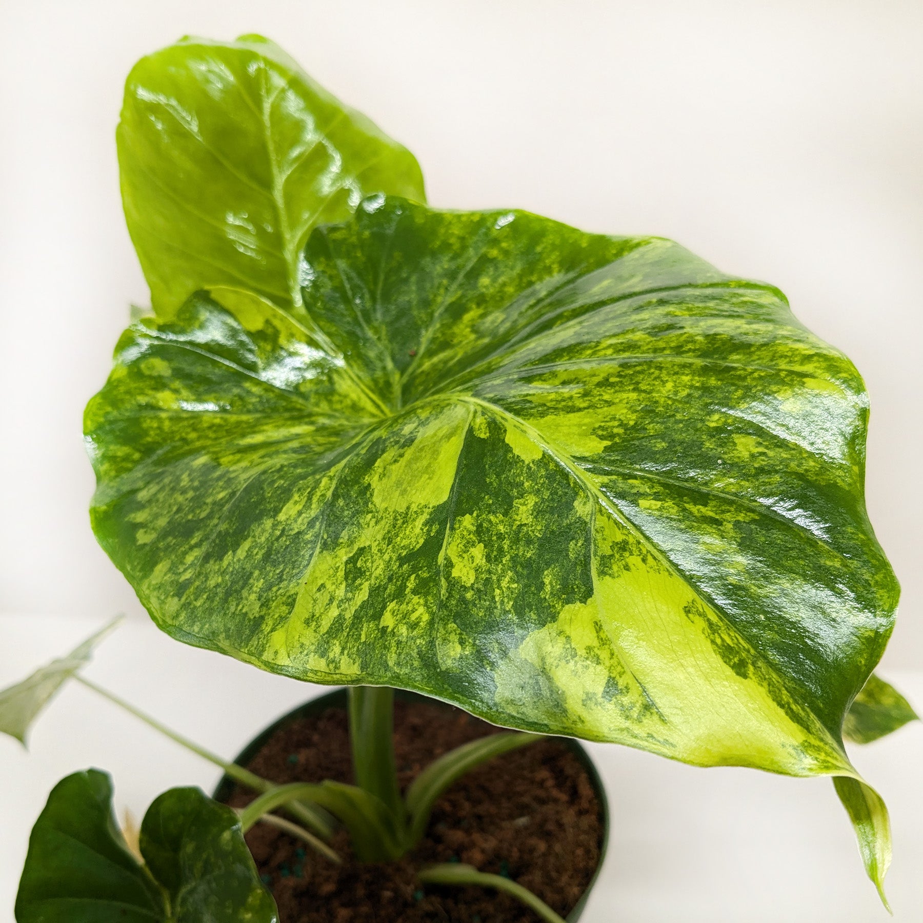 Philodendron Burle Marx Albo indoor plant with variegated green-yellow leaves in a pot on Tampa Home & Garden Store