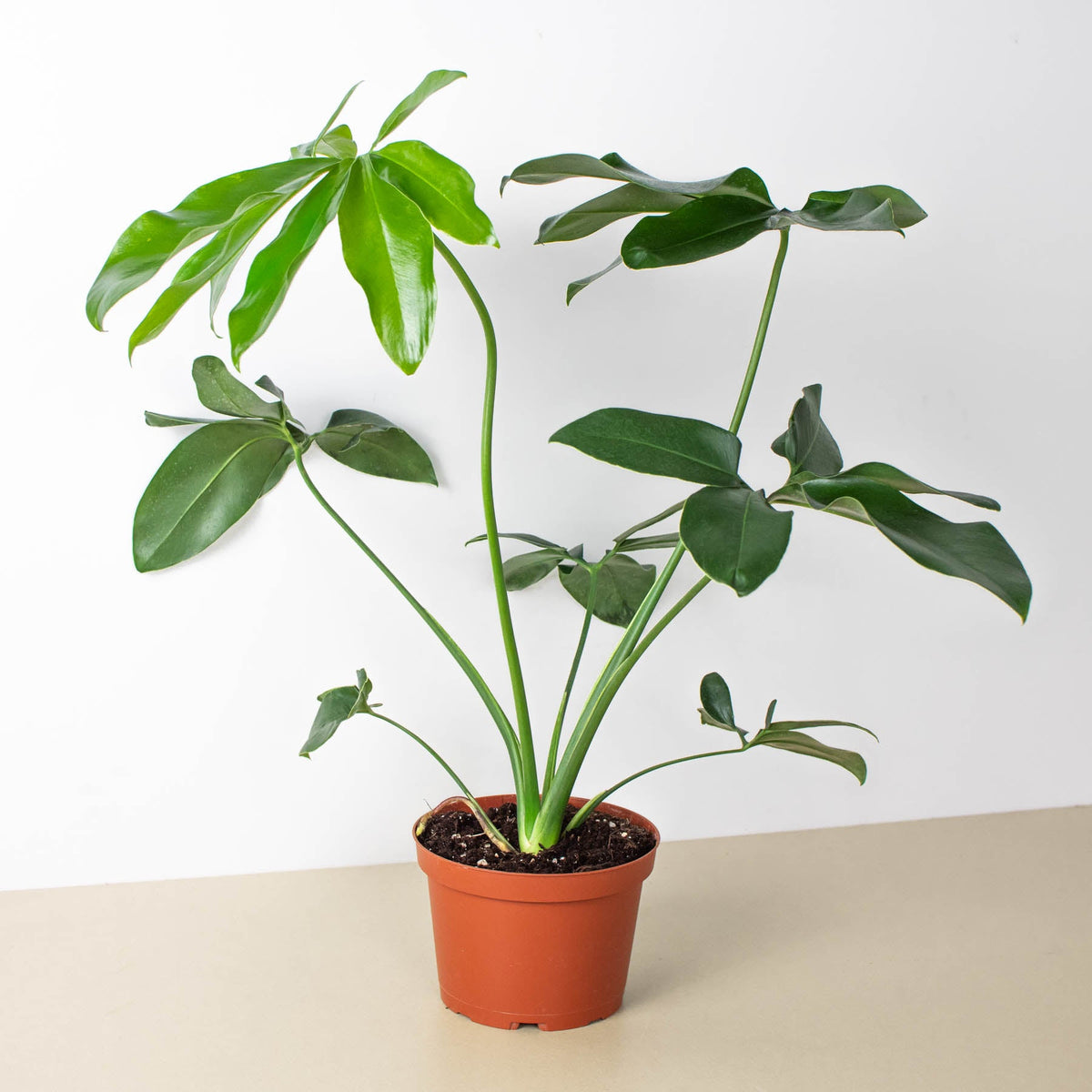 Philodendron Goeldii indoor plant House Plant Shop with glossy leaves in a terracotta pot on Tampa Home & Garden Store