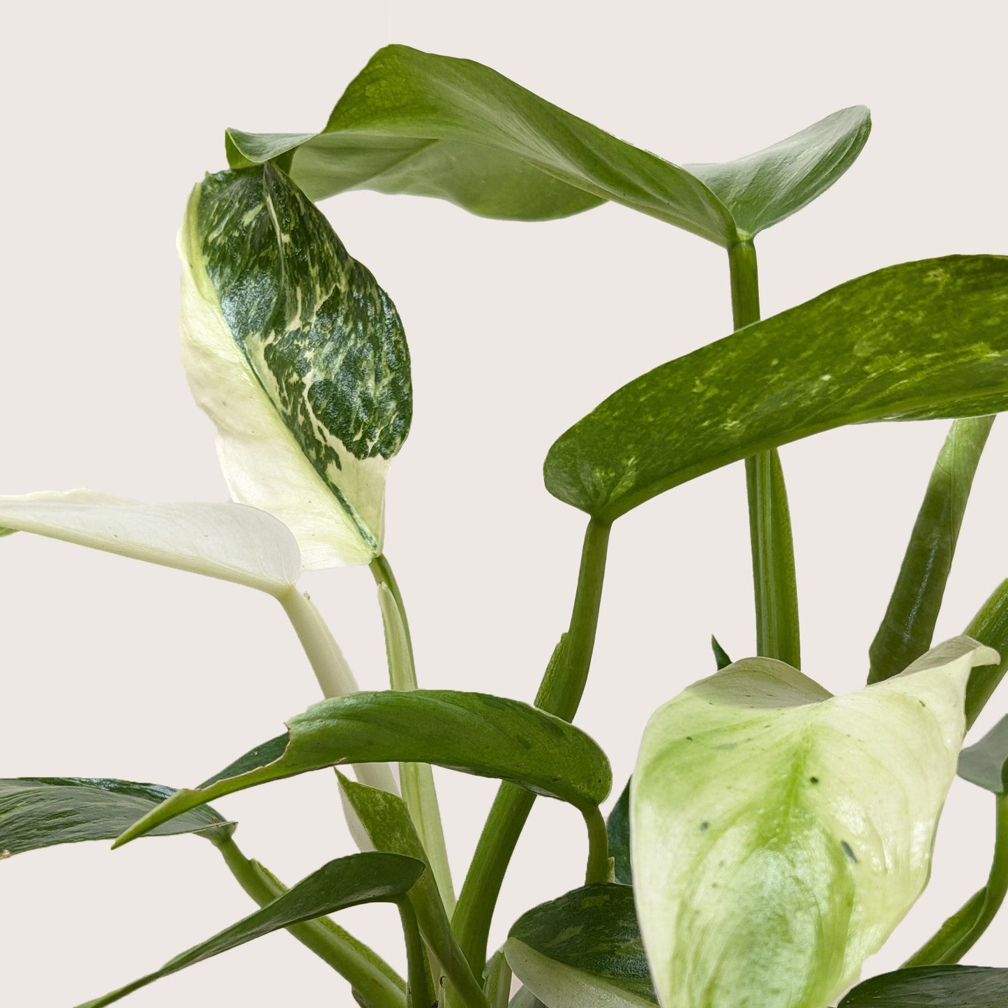 Philodendron Jose Bueno Variegated Leaves Plant