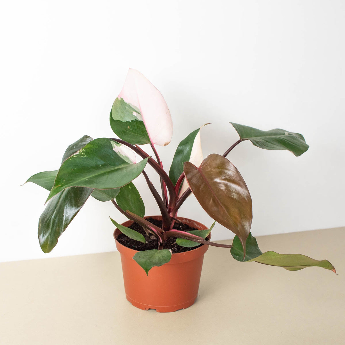 Philodendron Pink Princess indoor plant with pink variegated leaves and red stems in pot on Tampa Home & Garden Store