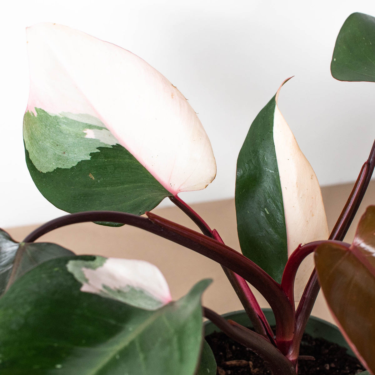 Philodendron Pink Princess indoor plant with pink/green variegated leaves and burgundy stems on Tampa Home & Garden Store
