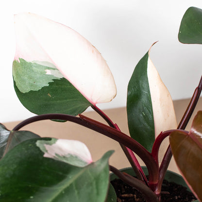 Philodendron Pink Princess indoor plant with pink/green variegated leaves and burgundy stems on Tampa Home & Garden Store