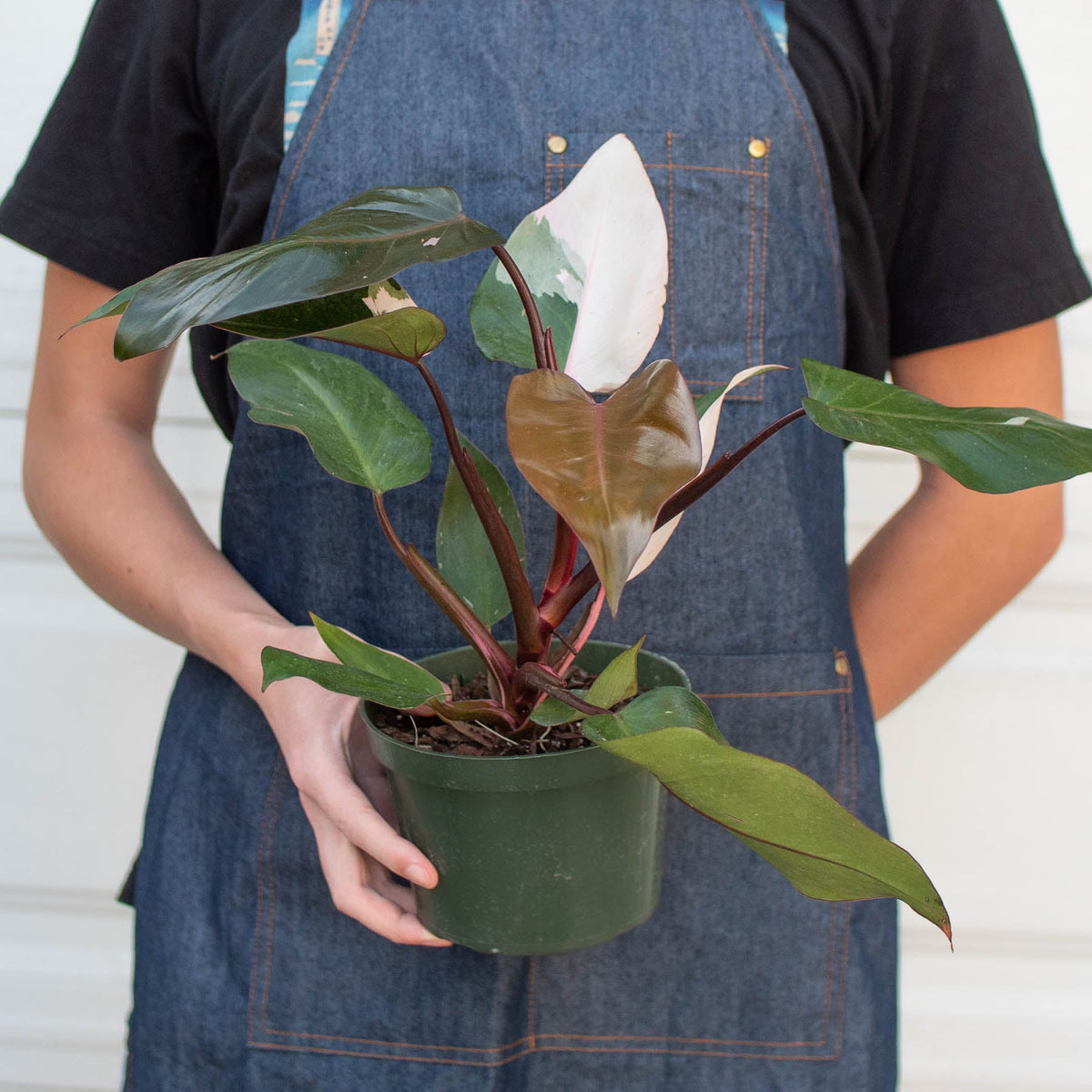 Philodendron Pink Princess indoor plant with pink variegation and red stems in pot on Tampa Home & Garden Store