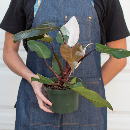 Philodendron Pink Princess indoor plant with pink variegation and red stems in pot on Tampa Home & Garden Store