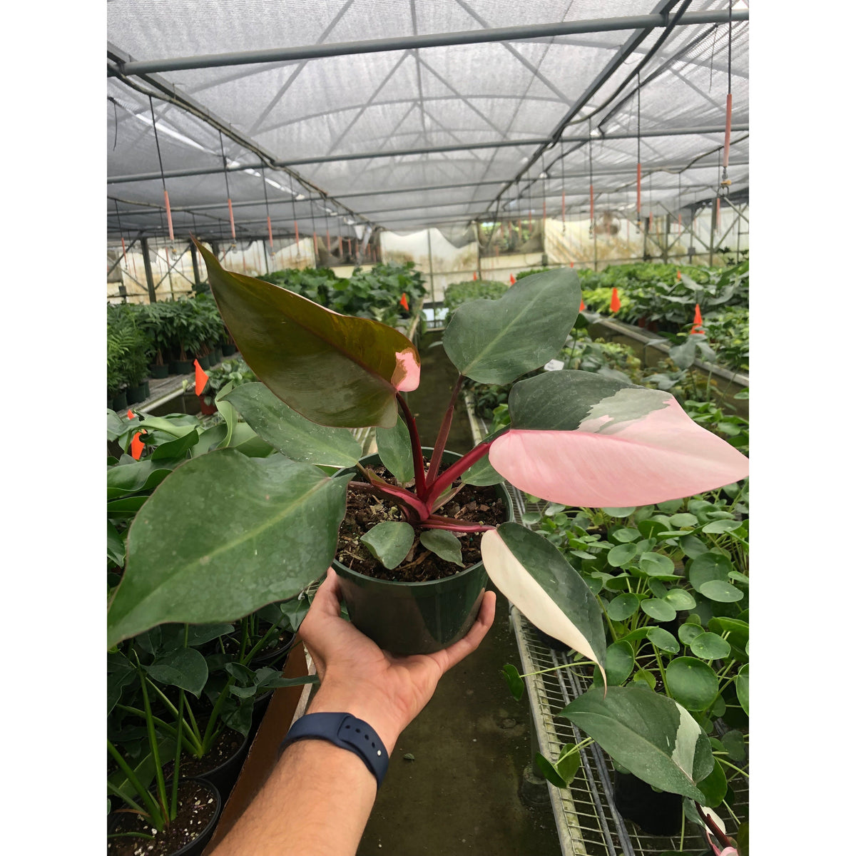 Philodendron Pink Princess indoor plant with pink stems and pink-green variegated leaves in a pot House Plant Shop on Tampa Home & Garden Store