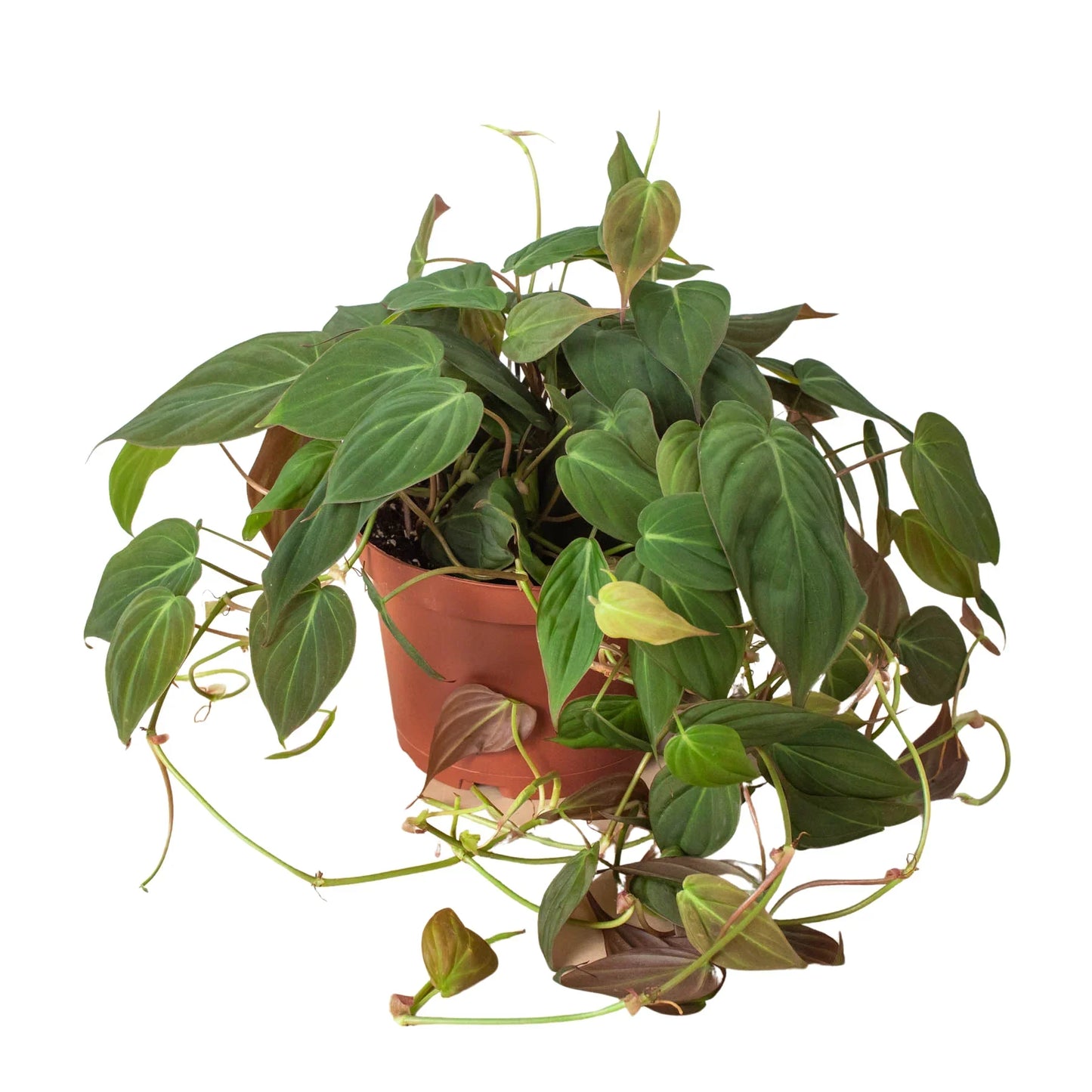 Philodendron Velvet 4 in plant with trailing velvet leaves in a pot Rooted Treasures Farms on Tampa Home & Garden Store