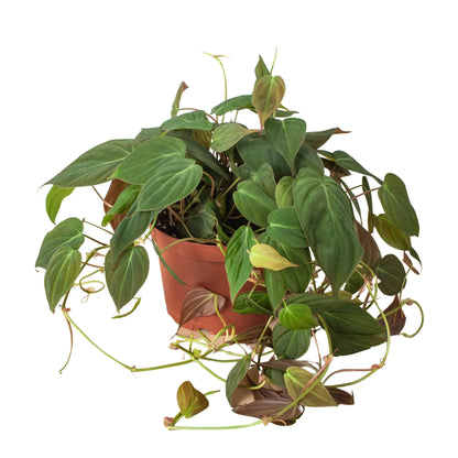 Philodendron Velvet 4 in plant with trailing velvet leaves in a pot Rooted Treasures Farms on Tampa Home & Garden Store