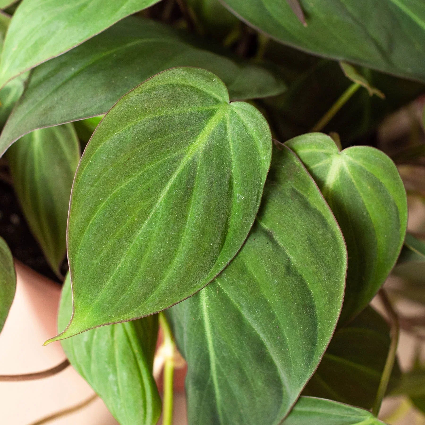 Philodendron Velvet 4 inch plant with velvety green leaves by Rooted Treasures Farms on Tampa Home & Garden Store
