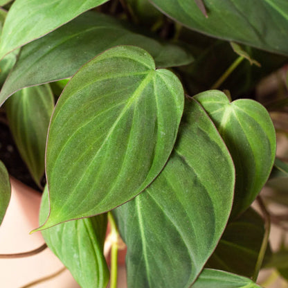 Philodendron Velvet 4 inch plant with velvety green leaves by Rooted Treasures Farms on Tampa Home & Garden Store