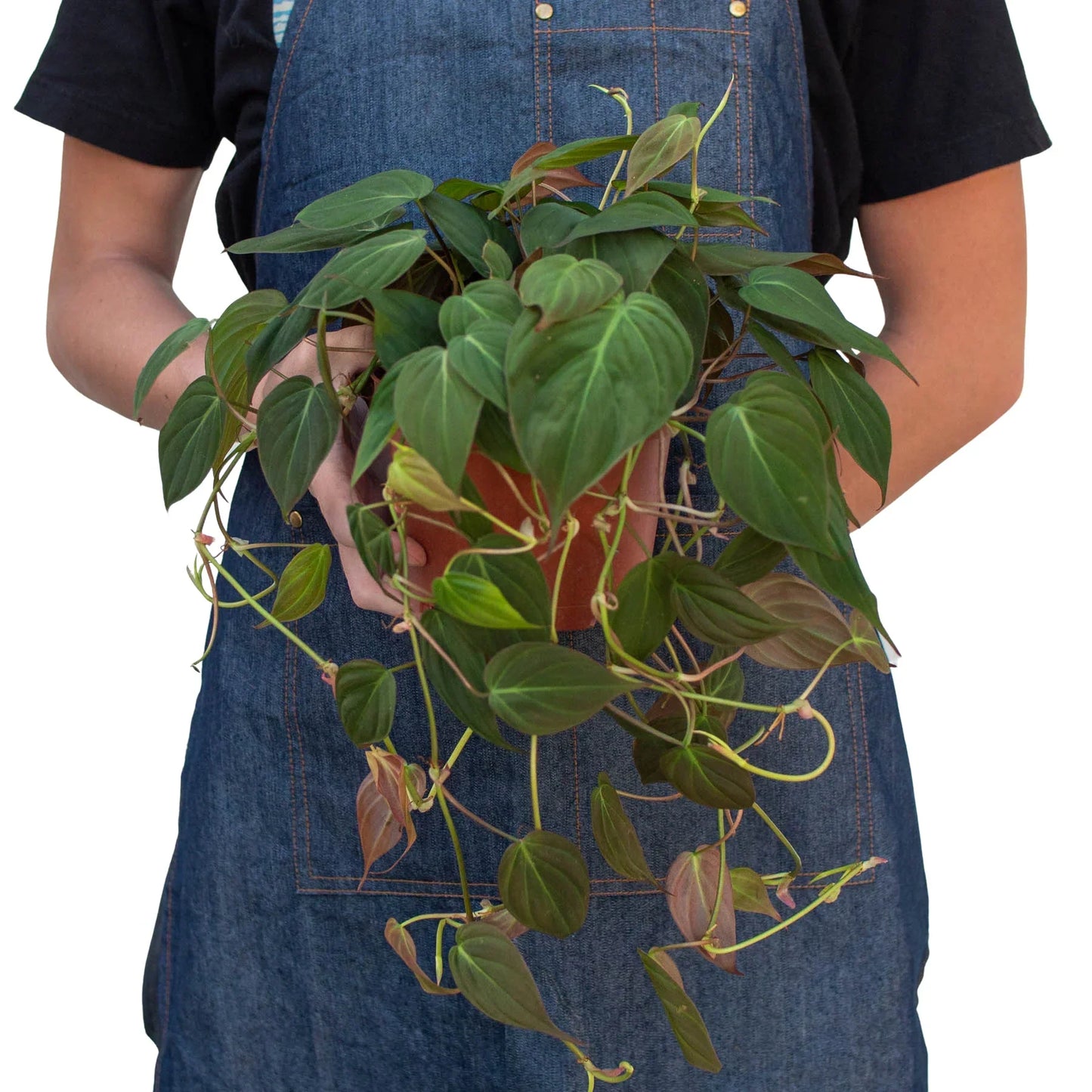 Philodendron Velvet 4-inch plant by Rooted Treasures Farms, trailing green leaves on Tampa Home & Garden Store