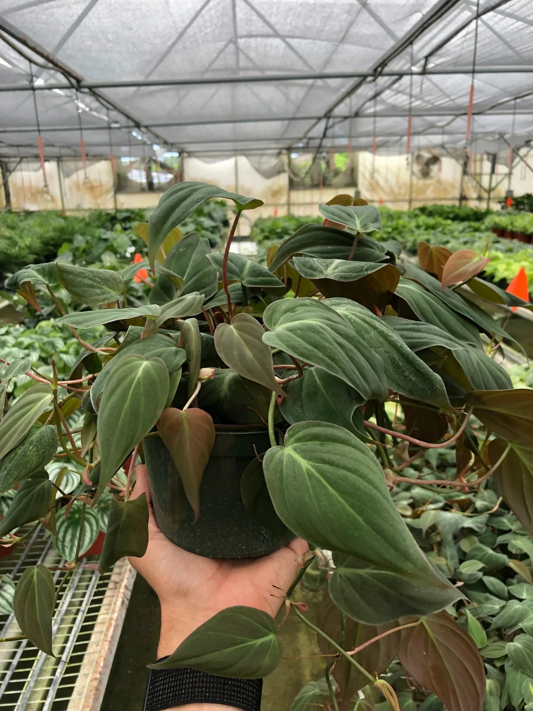Philodendron Velvet 4-in plant with velvety green leaves and red stems, Rooted Treasures on Tampa Home & Garden Store