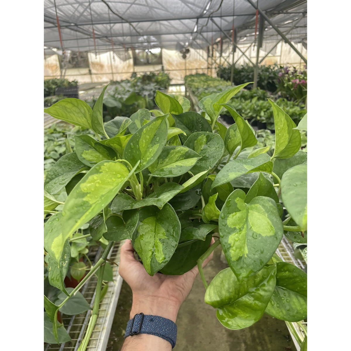 Pothos Global Green indoor plant variegated green leaves, held in hand in greenhouse on Tampa Home & Garden Store