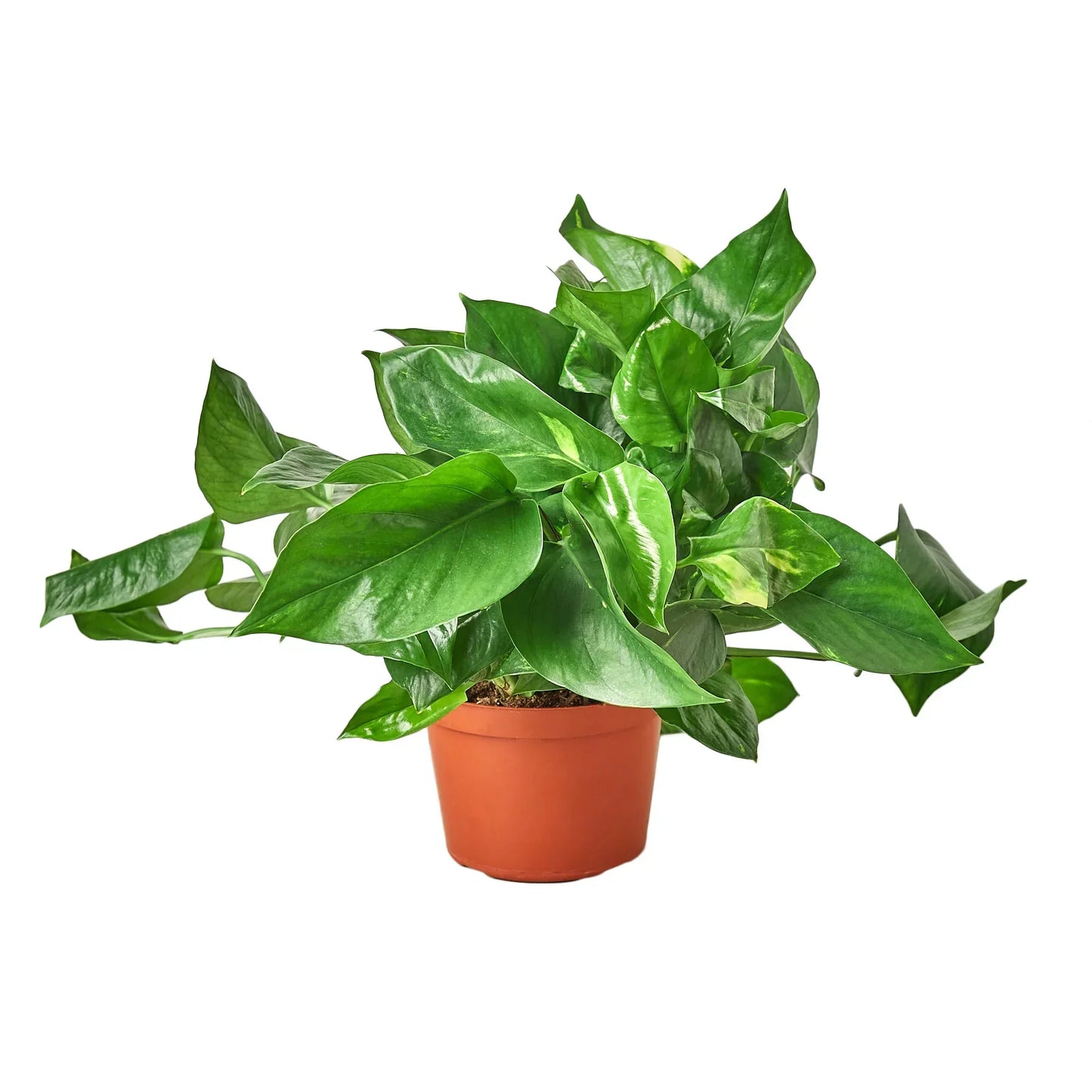 Pothos Golden indoor plant in a terracotta pot with glossy green leaves and gold variegation on Tampa Home & Garden Store
