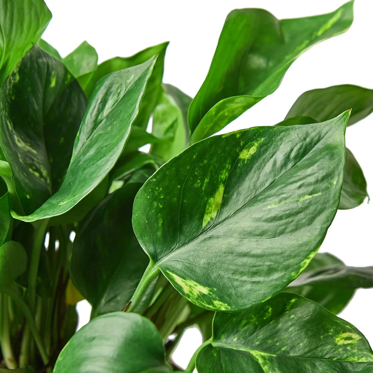 Pothos 'Golden' indoor plant with variegated green leaves and yellow speckles on Tampa Home & Garden Store