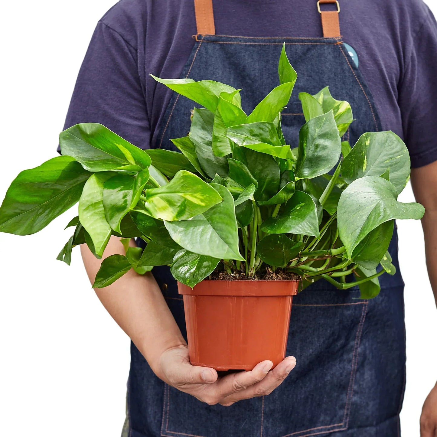 Pothos Golden indoor potted plant with variegated green and yellow leaves in a terracotta pot on Tampa Home & Garden Store