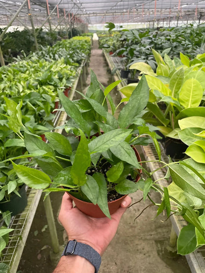 Pothos Skeleton Key plant in a small pot with vibrant green leaves, House Plant Shop on Tampa Home & Garden Store