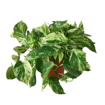 Pothos Marble Queen plant with variegated green-cream leaves in terracotta pot Rooted Treasures Farms on Tampa Home & Garden Store