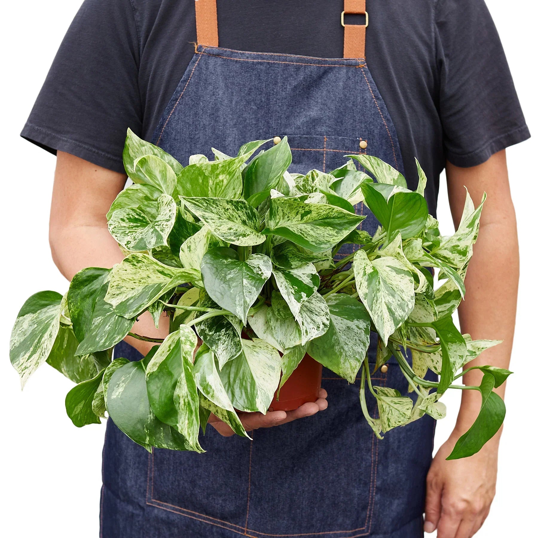Pothos Marble Queen plant with variegated green and cream leaves held by person in a denim apron on Tampa Home & Garden Store