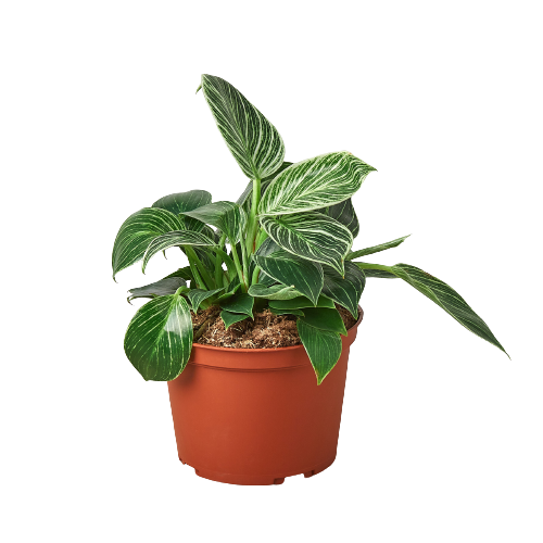 Philodendron Birkin in 6-inch nursery pot with variegated green leaves Rooted Treasures Farms on Tampa Home & Garden Store