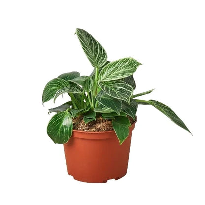 Philodendron Birkin indoor plant with variegated leaves in a terracotta pot on Tampa Home & Garden Store
