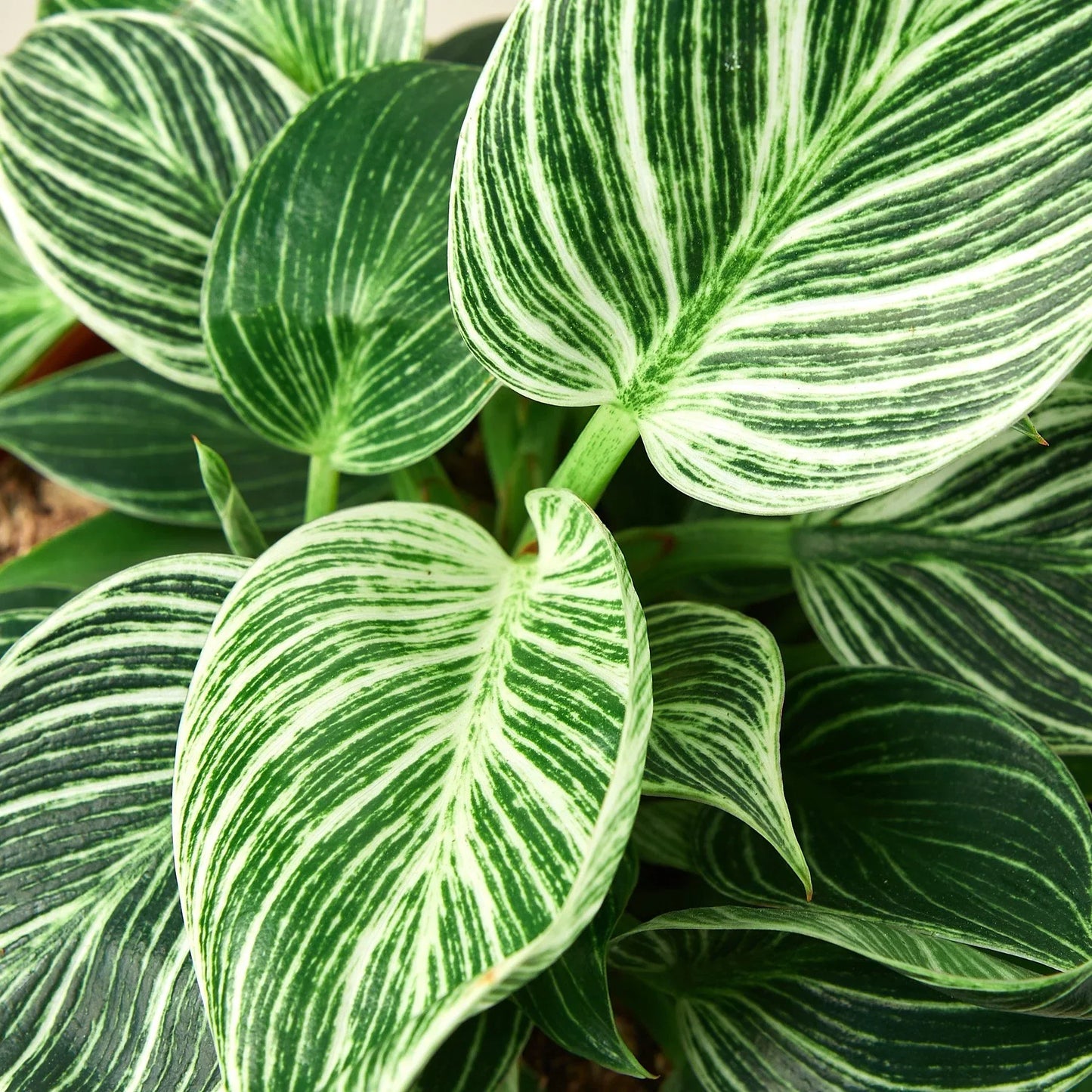 Philodendron Birkin indoor plant with green-white variegation, Rooted Treasures Farms on Tampa Home & Garden Store