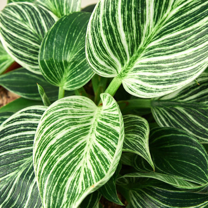 Philodendron Birkin indoor plant with green-white variegation, Rooted Treasures Farms on Tampa Home & Garden Store