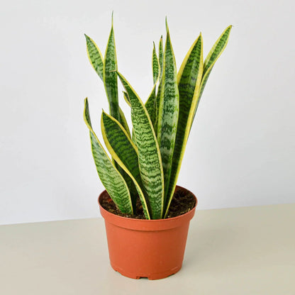 Snake Plant Laurentii 4 inch plant with yellow-edge leaves in pot Rooted Treasures Farms on Tampa Home & Garden Store