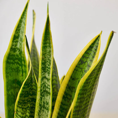 Snake Plant Laurentii 4in plant with multiple upright variegated green leaves edged in yellow on Tampa Home & Garden Store