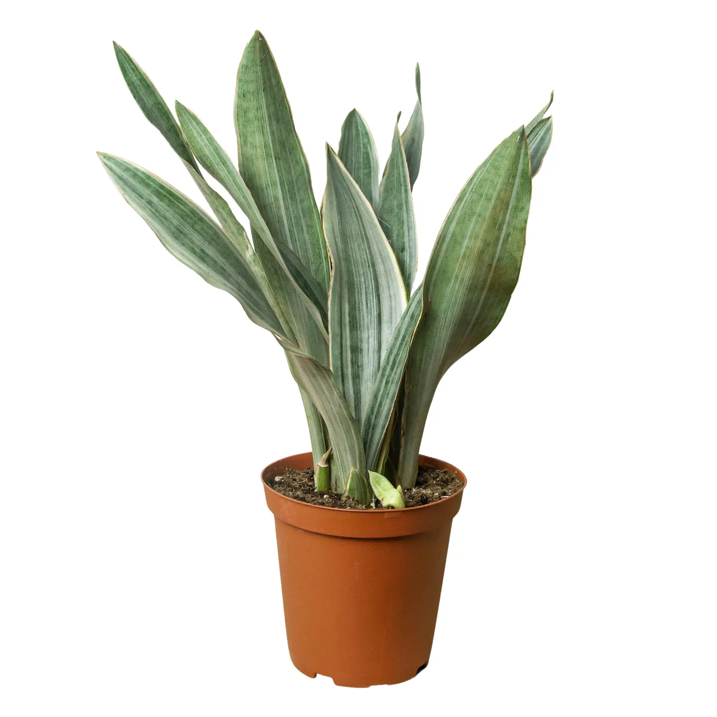 Snake Plant Sayuri Variegated Indoor Plant