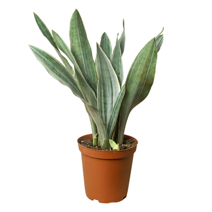 Snake Plant Sayuri Variegated Indoor Plant