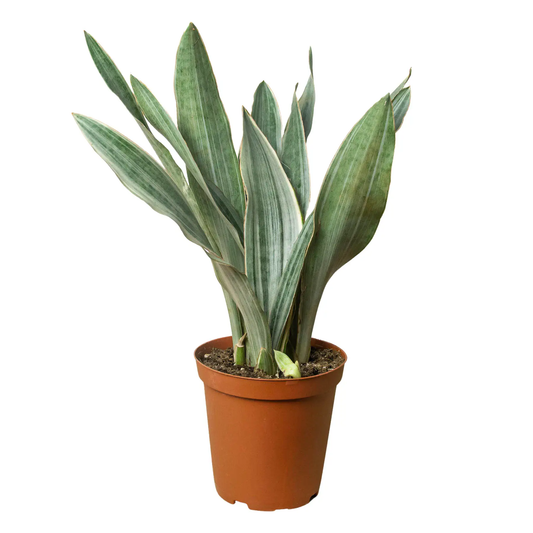 Snake Plant Sayuri potted plant with variegated leaves in terracotta pot by House Plant Shop on Tampa Home & Garden Store