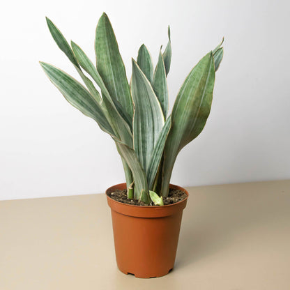 Snake Plant Sayuri indoor plant in terracotta pot with variegated green leaves edged in cream on Tampa Home & Garden Store