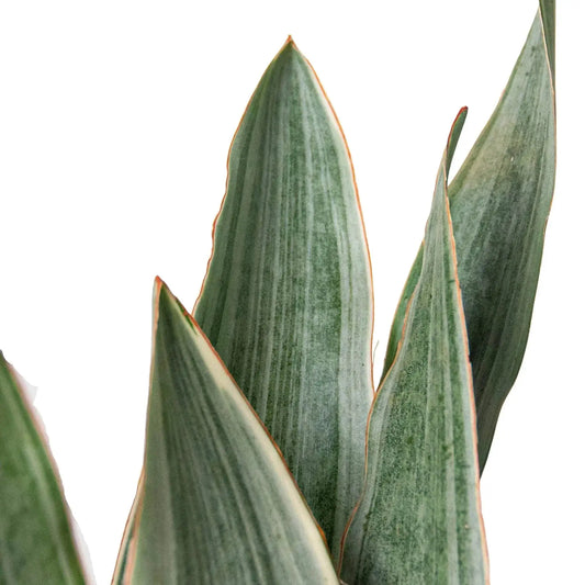 Snake Plant Sayuri indoor potted plant with upright green leaves and orange-edged margins on Tampa Home & Garden Store