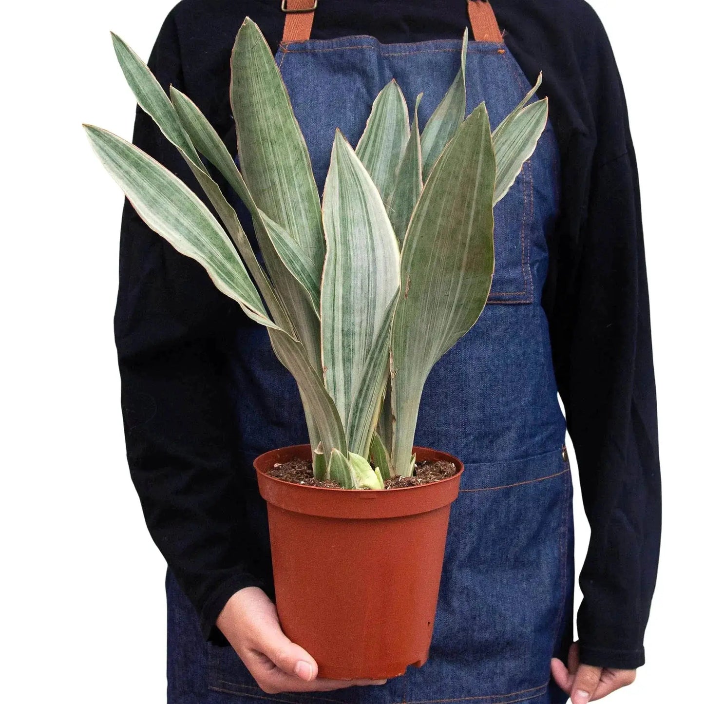 Snake Plant Sayuri Variegated Indoor Plant